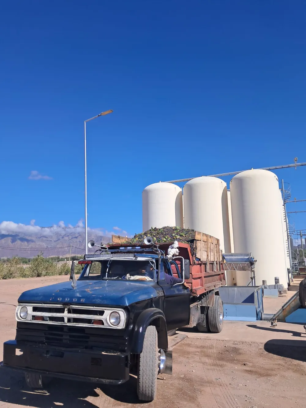 Comenzó la vendimia y entrega de fruto a la mostera en Tinogasta