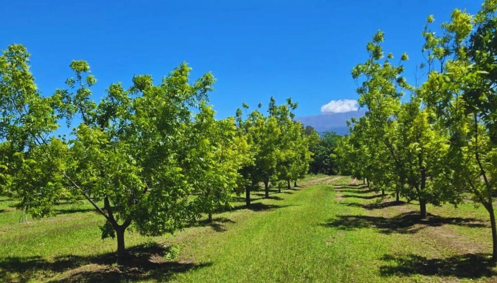 Pecán: una alternativa productiva para Catamarca