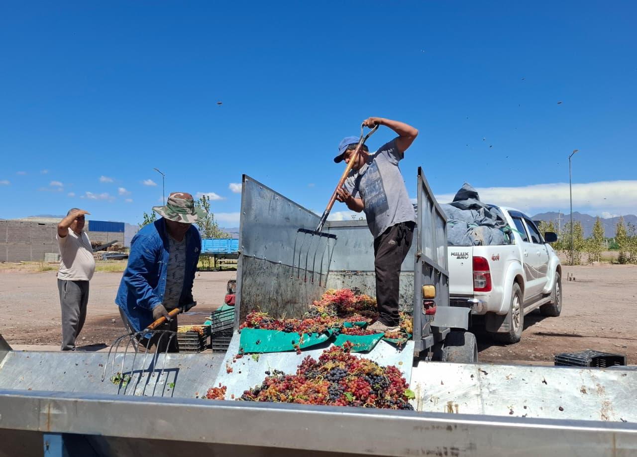 Productores de uva de Catamarca cobraron $50 por kilo en la primera semana de vendimia